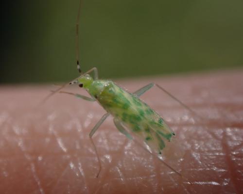Réf. 327 995 : Malacocoris chlorizans